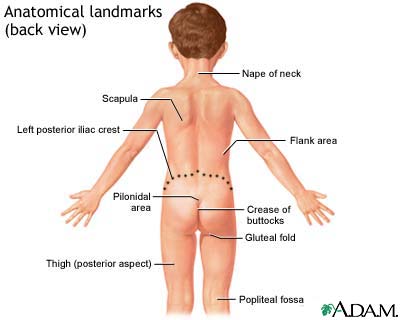 Anatomical landmarks - back view | Lima Memorial Health System