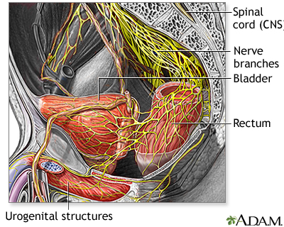 Nerve supply to the pelvis