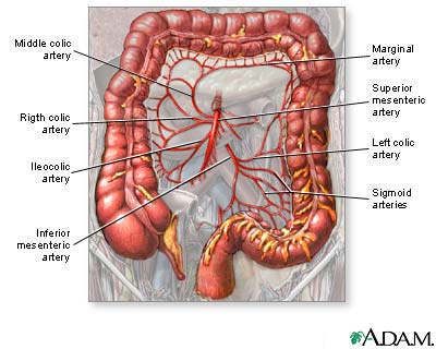 Blood supply of the large intestine