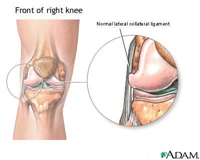 Lateral collateral ligament