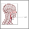 Laryngoscopy - series